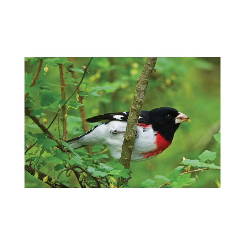 Point Pelee National Park. Rose-breasted Grosbeak Close-up. by Jaynes Gallery - Wrapped Canvas Print, 30.48 cm H x 45.72 cm W