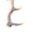 Real Fallow Deer Antler Set