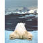 Rêve d'un ours polaire-1213382255