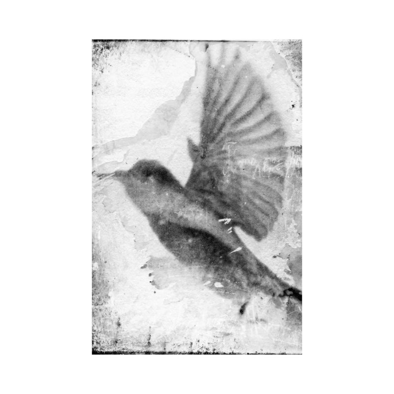 B&W Flight II by Ingrid Blixt - Wrapped Canvas Print, 66.04 cm H x 45.72 cm W x 3.175 cm D