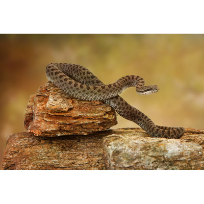 «Twin-Spots Rattlesnake» - Photographie sur toile tendue