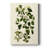 " Olive Greenery V " Painting Print-1186753029