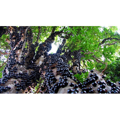 Jaboticaba Tree - Live Plant in 3 Gallon Pot - Edible Fruit Tree