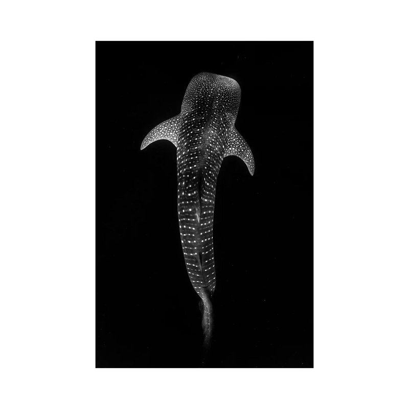 Whale Shark Vertical by Jordan Robins - Wrapped Canvas Print, 101.6 cm H x 66.04 cm W x 1.91 cm D