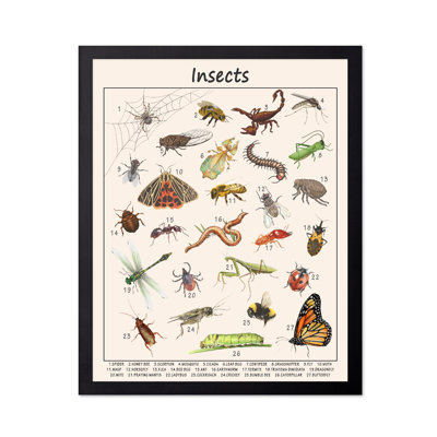 Insects