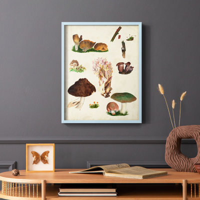 Mushroom Species IX Framed Print - Solid Wood
