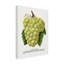 Art sur toile, raisin botanique, montagne-103094510