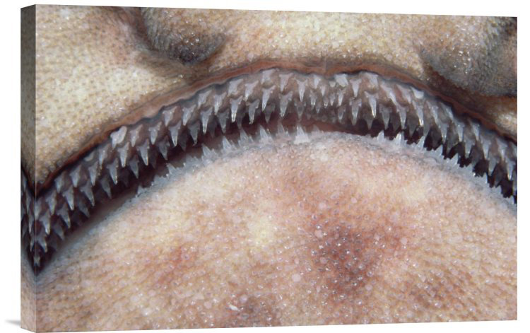 " Swell Shark Close-Up Of Teeth ", 12" H x 18" W, Wrapped Canvas