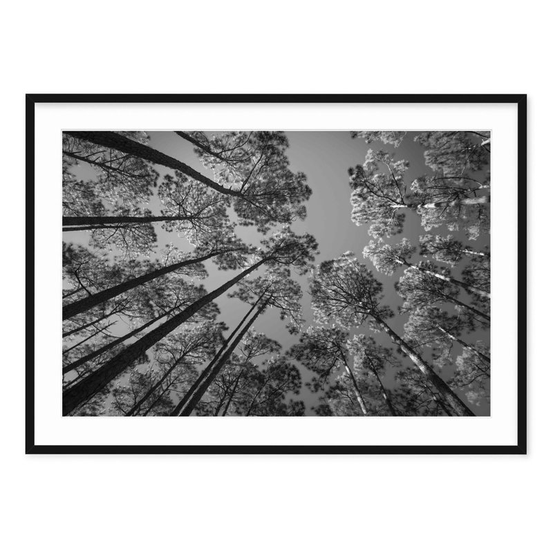 Pine Forest, Black, 24" H x 32" W