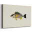 Toile tendue avec collection Tropical Fish Collection III