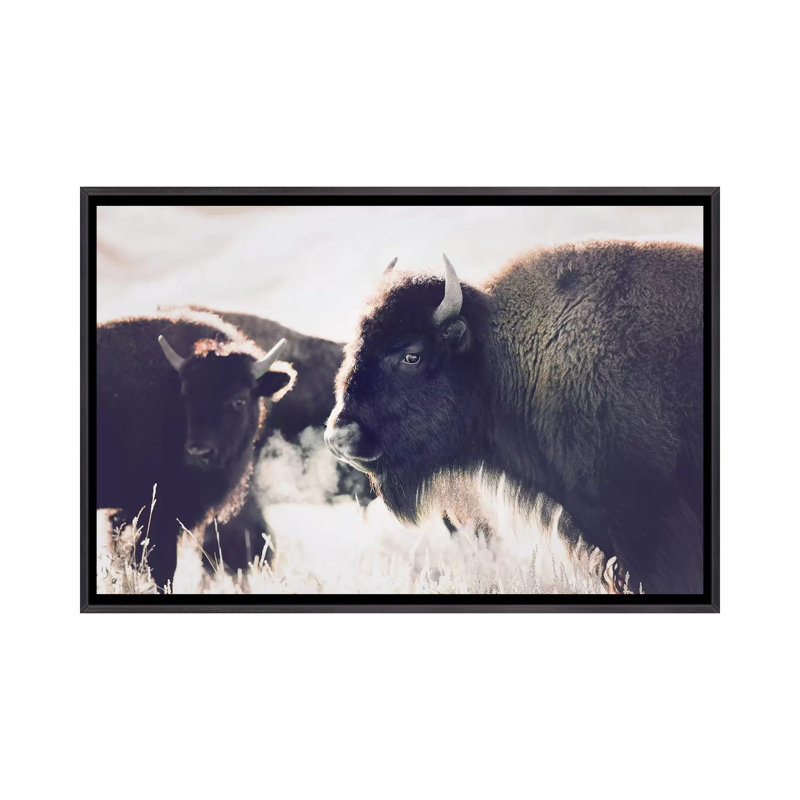 Photographie buffalo, H 26 po x l 40 po x P 1,5 po, Toile avec cadre noir patiné