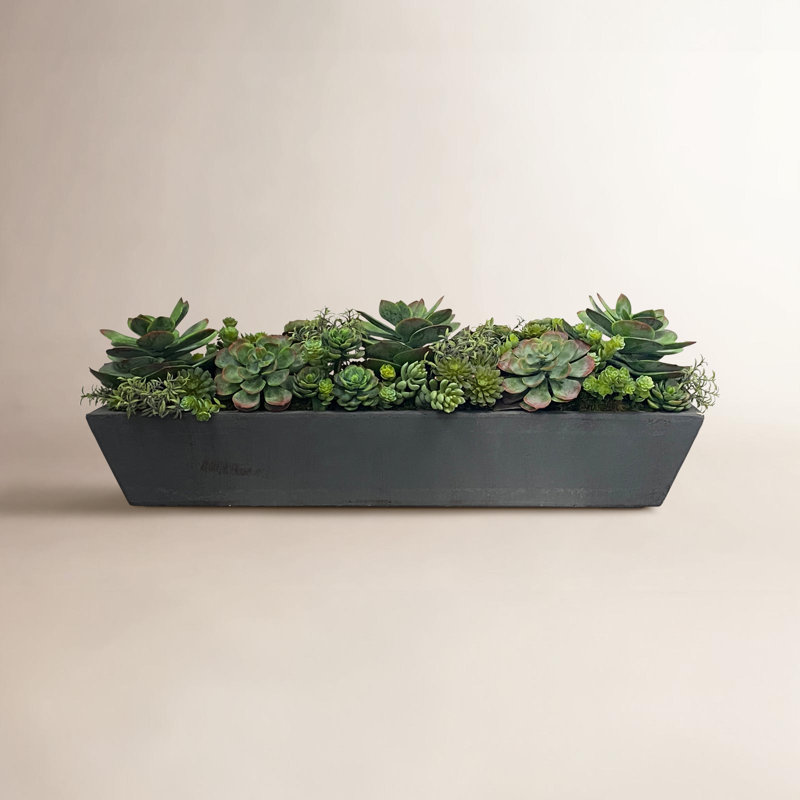Succulents Mix In Long Pot