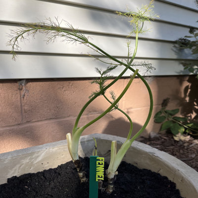 Herb Seed & Plant Markers - Indoor/outdoor Herb Garden Stakes - Elegant Herb Plant/seed Labels - Durable Plant Tags For Pots - Classy Design For Farmhouse/greenhouse – Individual Sticks - Fennel