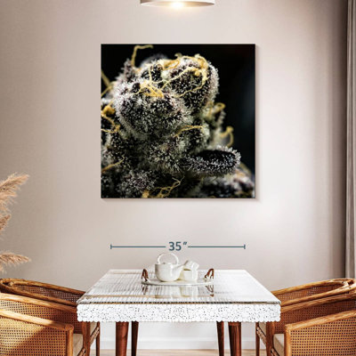 White Marijuana Trichomes