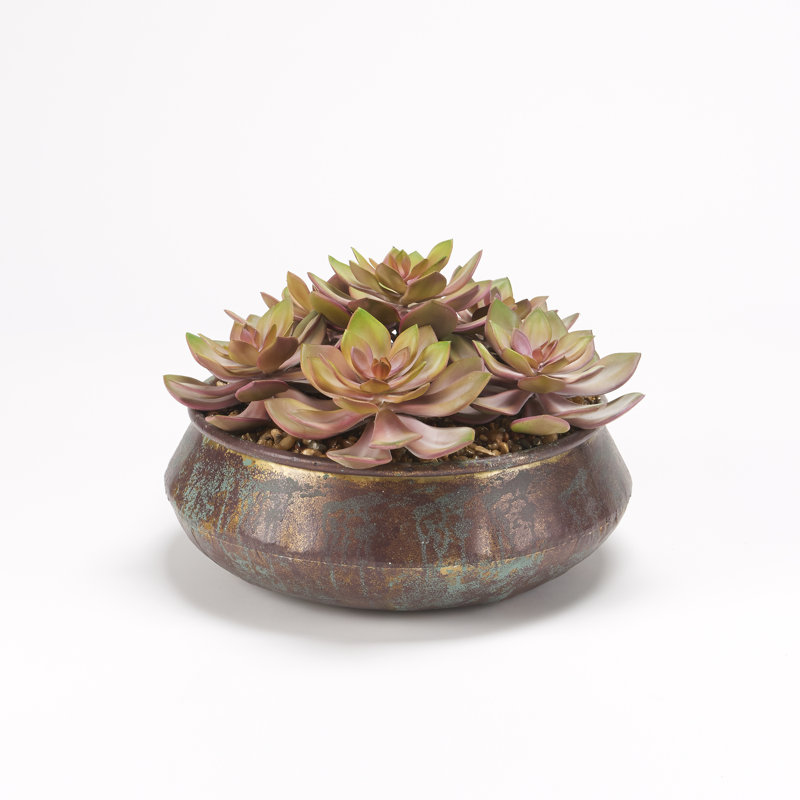 Rose givré Echeveria dans un pot en cuivre vieilli