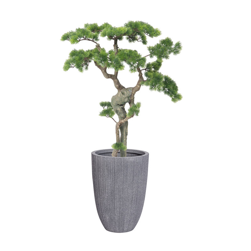 H 55,1 po Bonsai d'une beauté réelle