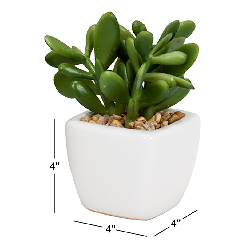 Ensemble de 4 petites plantes