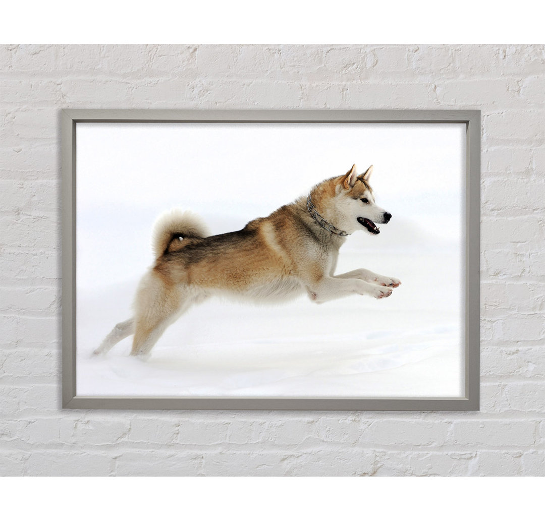 Husky Hund Schneespiel - Einzelner Bilderrahmen Kunstdrucke auf Leinwand