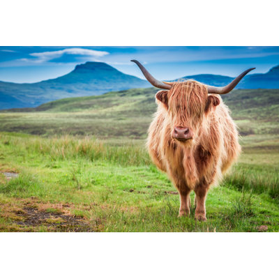 Joellie " Highland Cow In Isle Of Skye, Scotland " by Shaiith