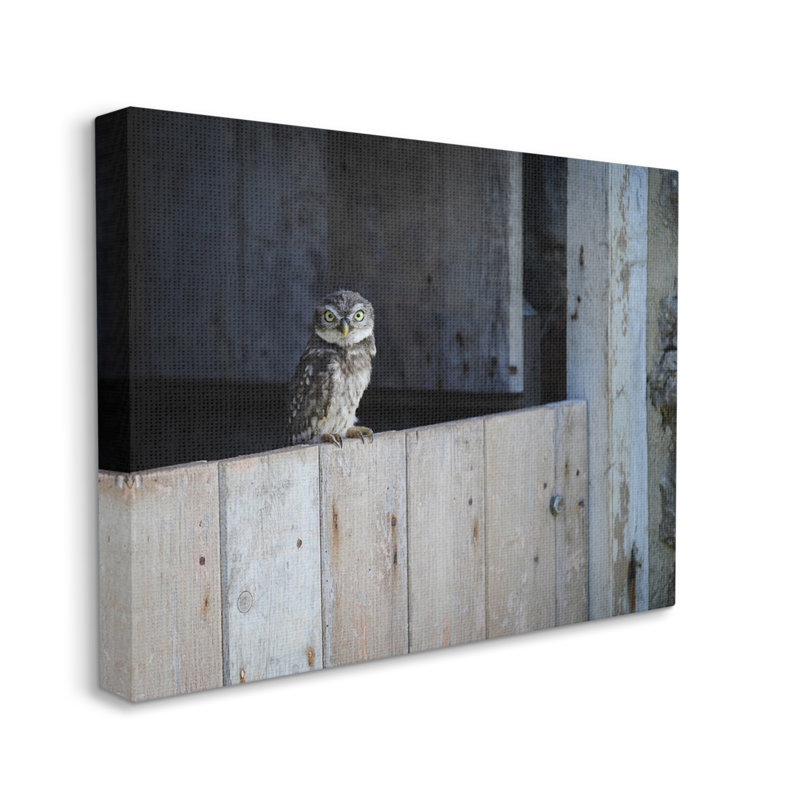 Oiseau de grange perché perché par James Dobson - photographie, Toile tendue, H 16 po x l 20 po x P 1,5 po