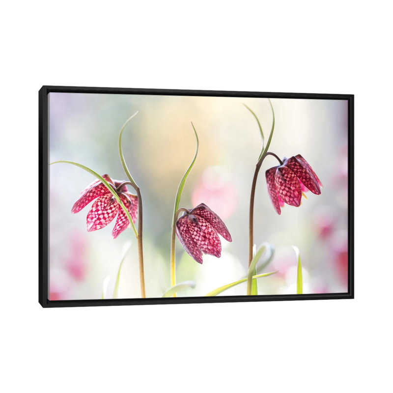 Snakes Head Fritillary by Mandy Disher - Floater Frame Print on Canvas, Black, 101.6 cm H x 66.04 cm W