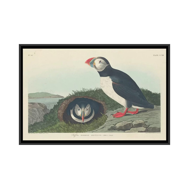 «Puffin», impression sur toile, H 18 po x l 26 po x P 1,5 po, Toile avec cadre noir, Non mat