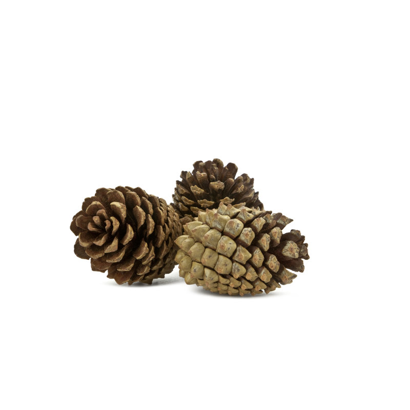 Three Pine Cones Isolated On White by Magnetcreative - No Frame Art Prints on Canvas, 20cm H x 30cm W