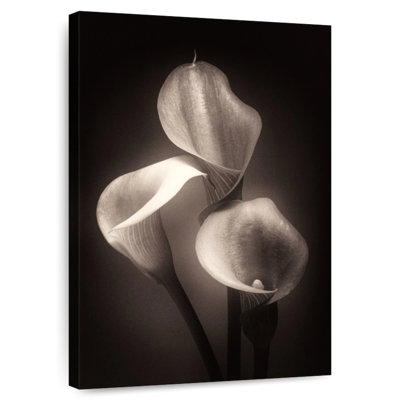 Harnek Calla Lilly sépia
