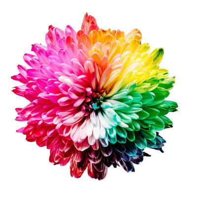 Rainbow Flower - Photographie sur toile tendue