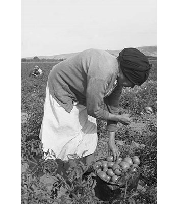 « mexique migrants harvest harvesting tomates » par dorothea lange, reproduction de photo