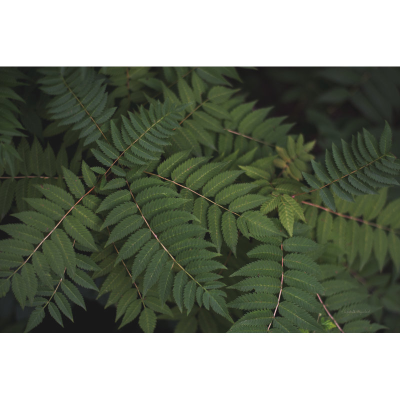 Feuillu VI, H 30 po x l 20 po