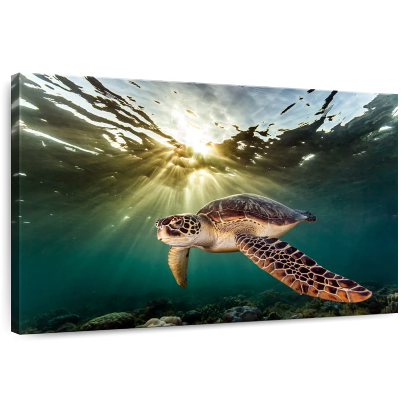 Brampt Philippine Green Turtle, 8" H x 12" W
