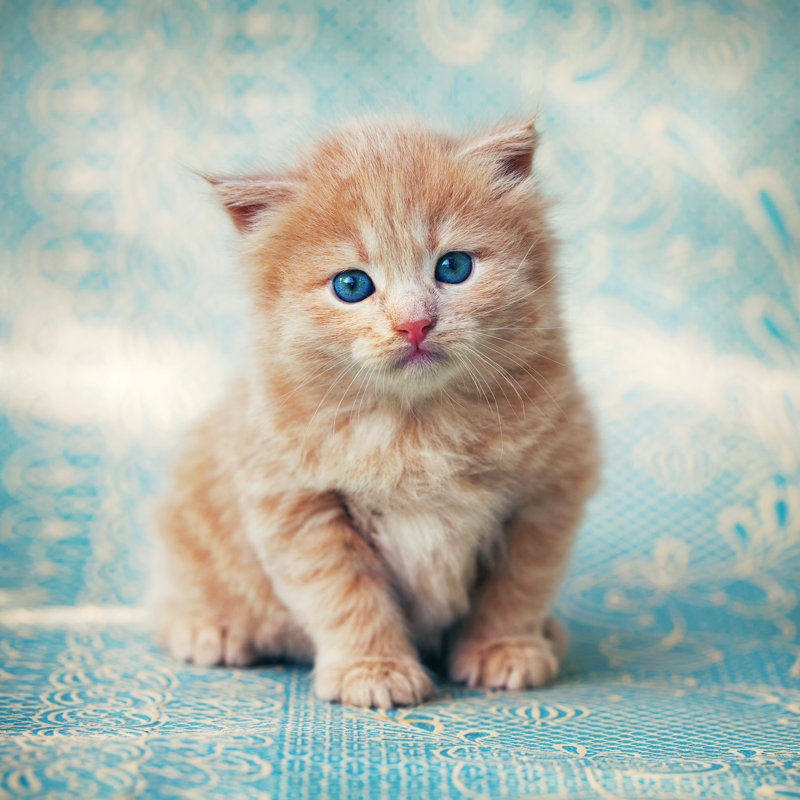 Chaton - photographie sur toile tendue, H 12 po x l 12 po