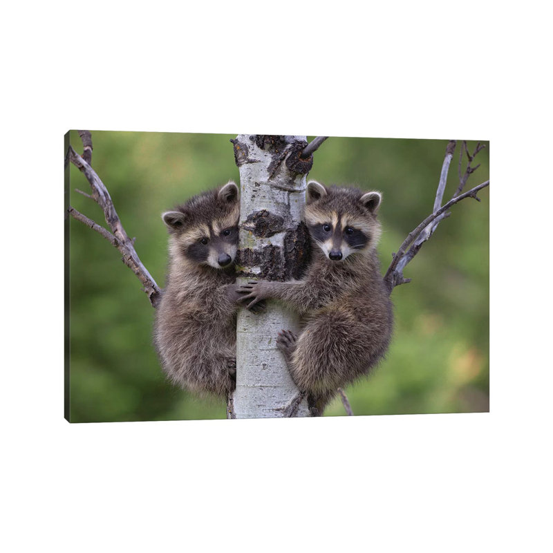 Raccoon Two Babies Climbing Tree, North America I by Tim Fitzharris - Wrapped Canvas Print, 20.32 cm H x 30.48 cm W