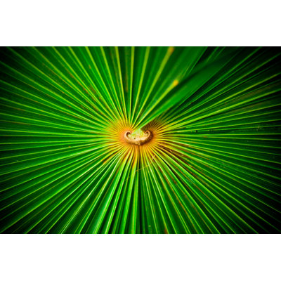 Center Section Of Palm Leaf - Wrapped Canvas Print