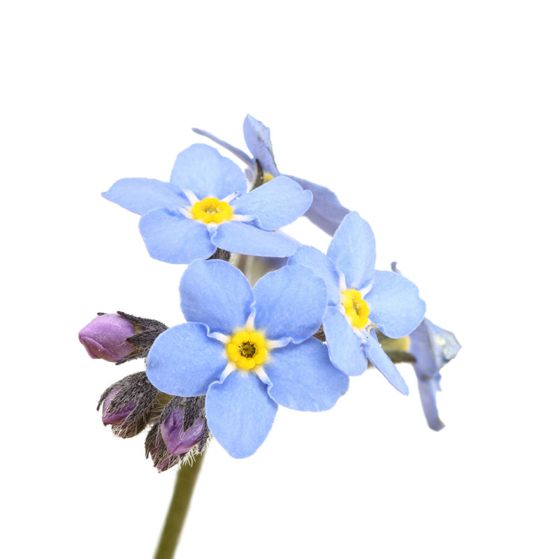 «Forget Me Not» par Antimartina, H 20 po x l 20 po