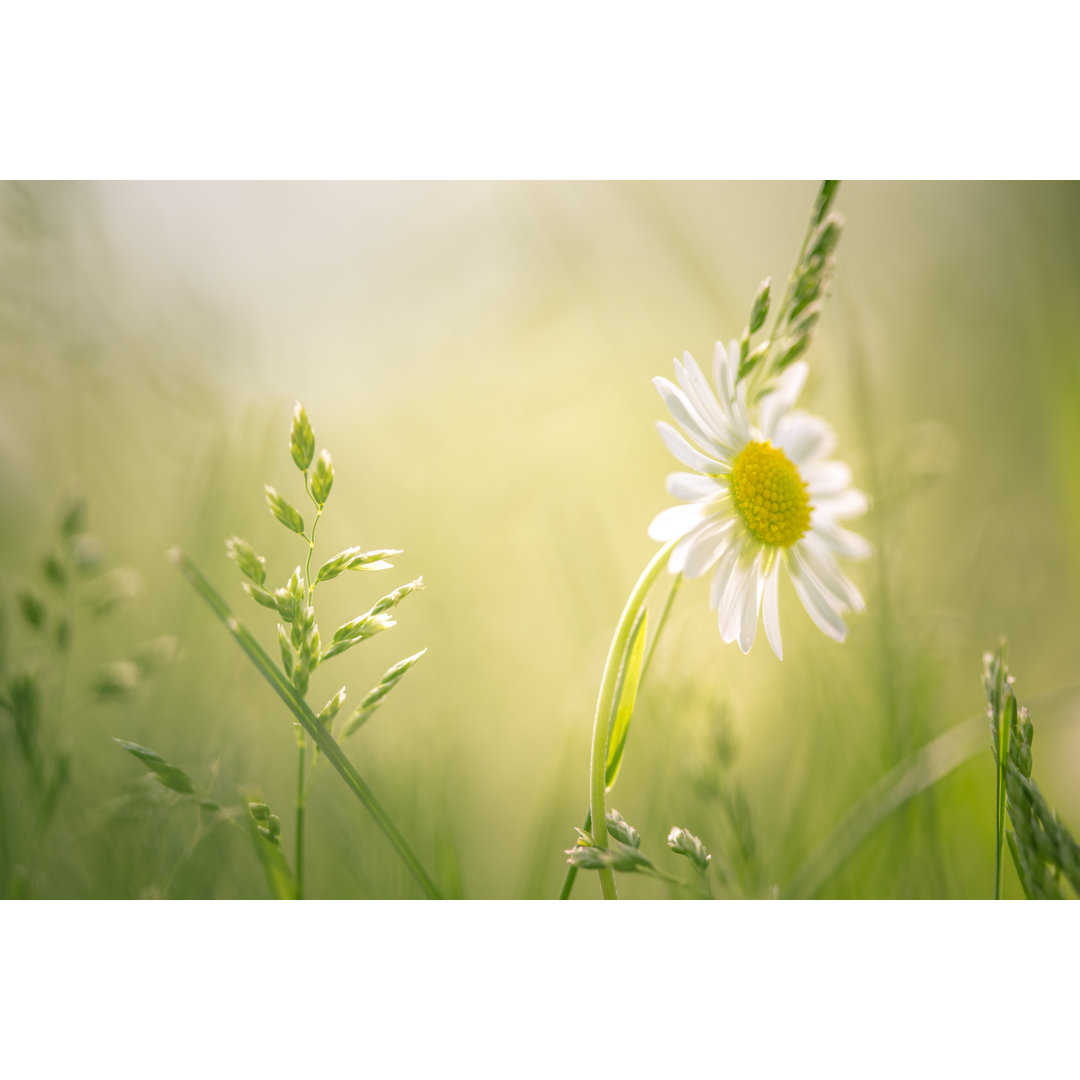 Daisy Flower In The Field von Jeja - Leinwandbild