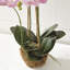 Conservatory Orchid Drop in Plant-767776364