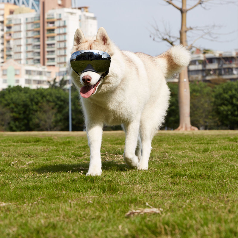 Promenade magnétique et remplaçable pour chien