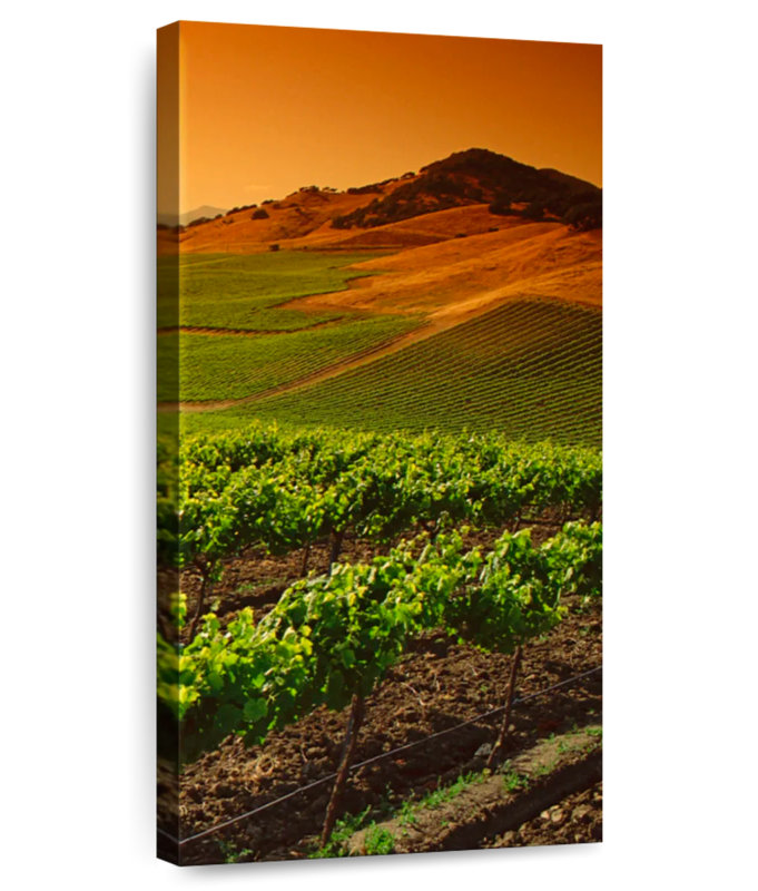 Carneros Vineyard Twilight, 48" H x 24" W