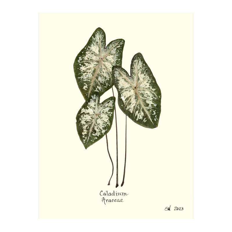 Pressed Botanical Set by Sandy Whitaker, 35" H x 39.75" W
