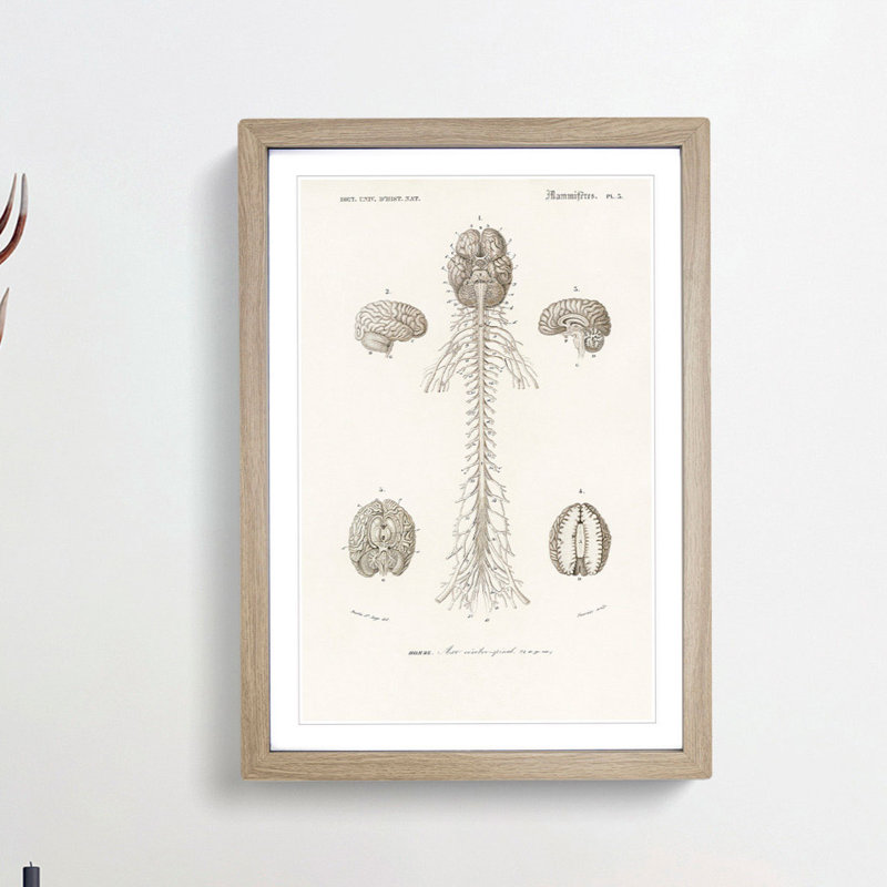 Human Brain Illustration by Charles d'Orbigny - Picture Frame Drawing Print, Oak Framed, 65cm H x 48cm W x 2cm D