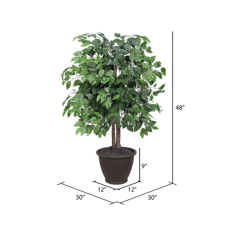 Ficus naturel en pot dans un panier