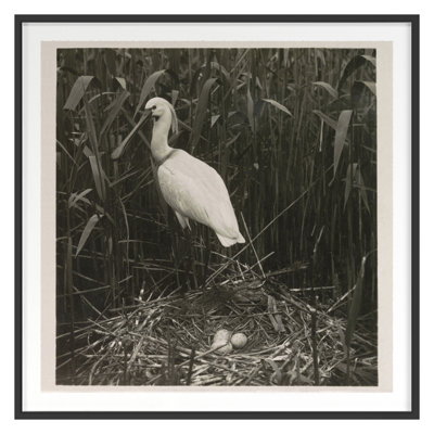 Coastal Birds 2 Print by THE Studio