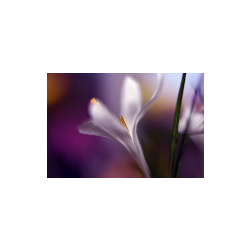 Wrapped Canvas Print, 50.8 cm H x 76.2 cm W
