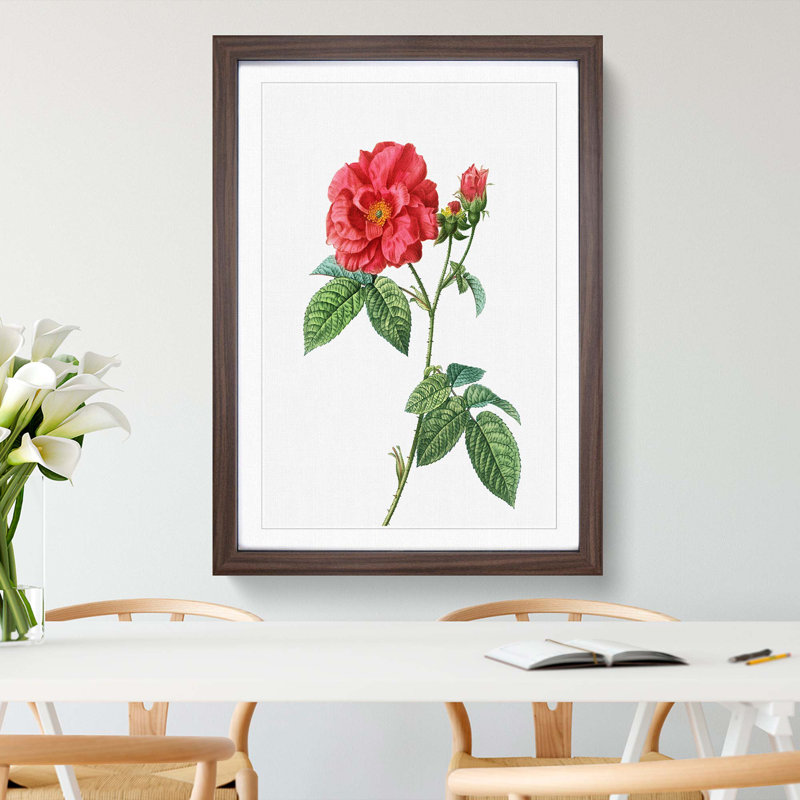Blooming French Roses by Pierre-Joseph Redoute - Picture Frame Art Print, 48cm H x 36cm W x 2cm D, Walnut Framed