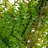 26-Inch Lush Artificial Fern Wreath – Year-Round Greenery for Front Door and Interior Wall Decor