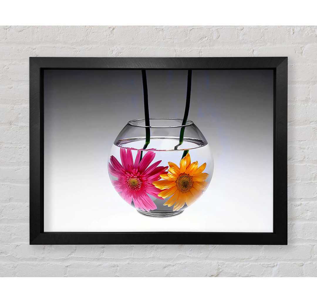 Gerbera Fishbowl B N W - Einzelner Bilderrahmen Kunstdrucke