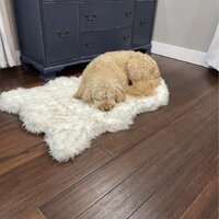 Tucker Murphy Pet™ Pretor Puprug Runner Faux Fur Memory Foam Dog