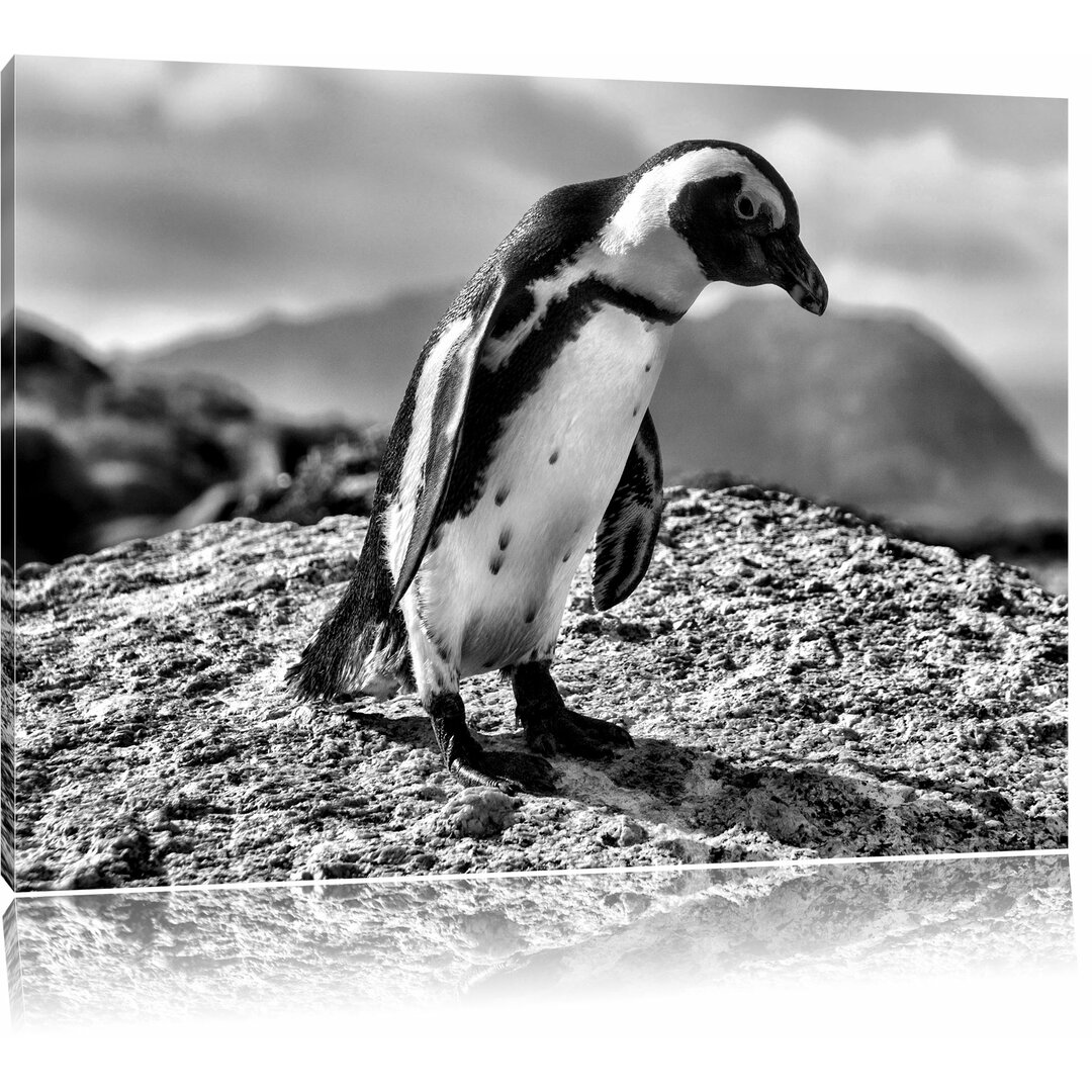 Leinwandbild Afrikanischer Pinguin beobachtet in Monochrom